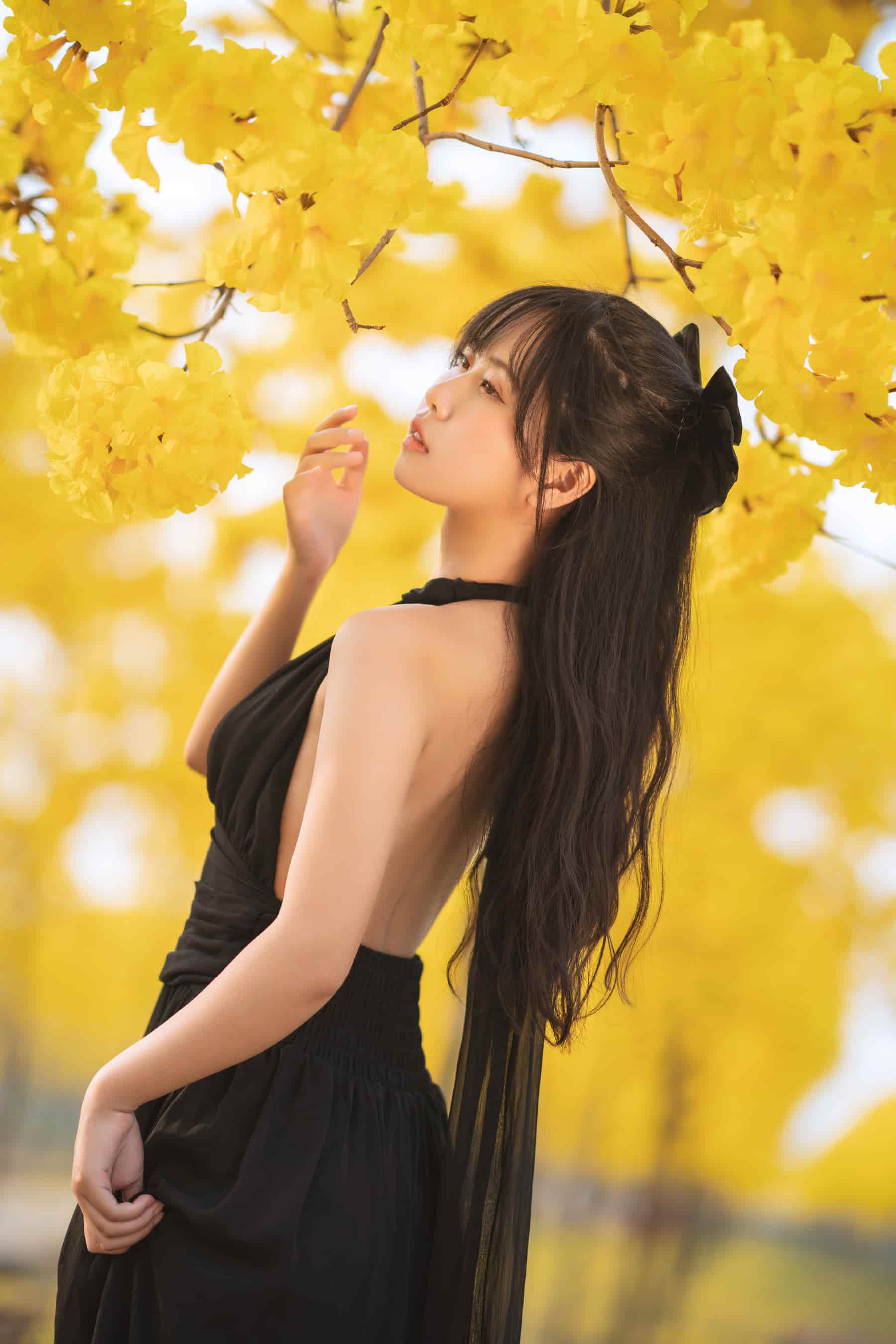 NO.026 秋有银杏 春有黄风铃 – [萌芽儿o0] - 喵图录